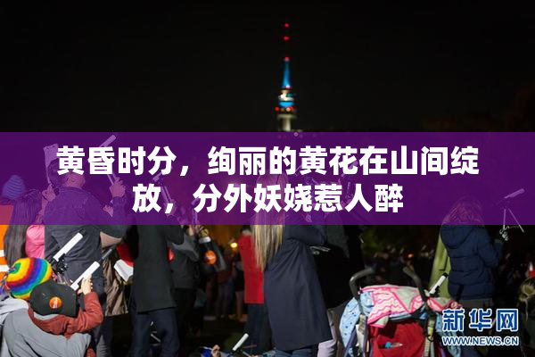 黄昏时分，绚丽的黄花在山间绽放，分外妖娆惹人醉