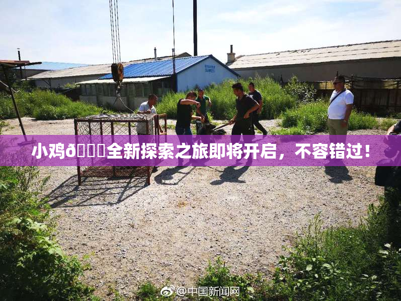 小鸡🐔全新探索之旅即将开启，不容错过！