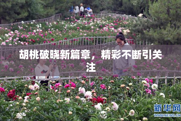 胡桃破晓新篇章，精彩不断引关注