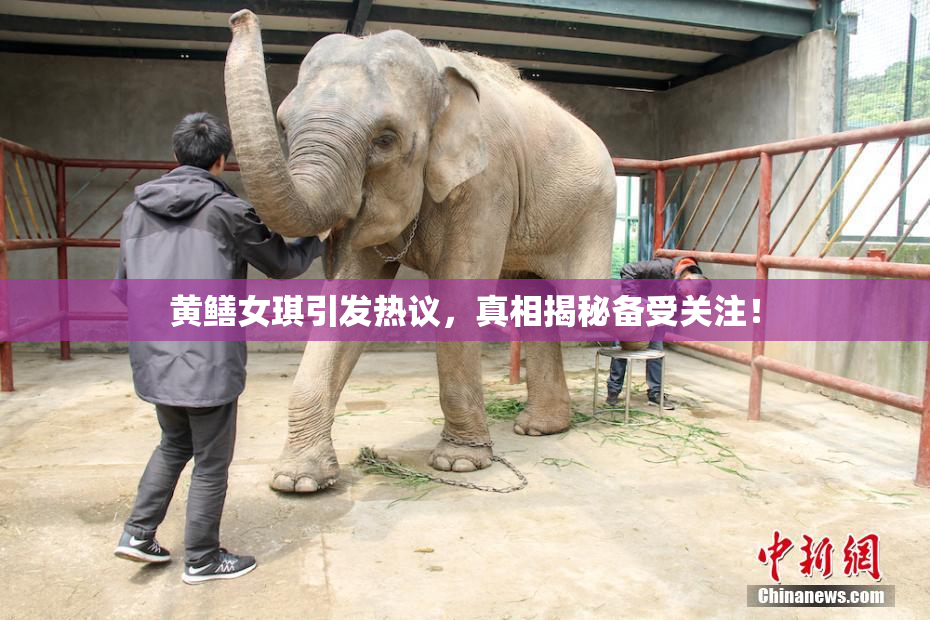 黄鳝女琪引发热议，真相揭秘备受关注！