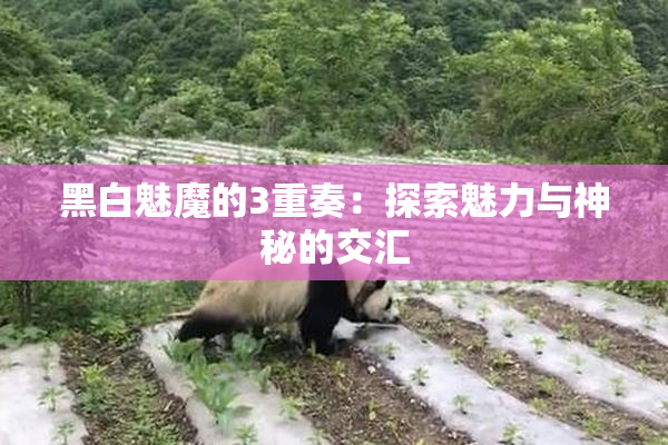 黑白魅魔的3重奏：探索魅力与神秘的交汇