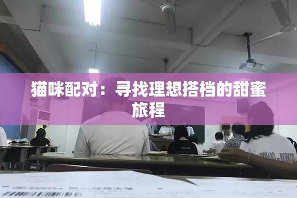 猫咪配对：寻找理想搭档的甜蜜旅程