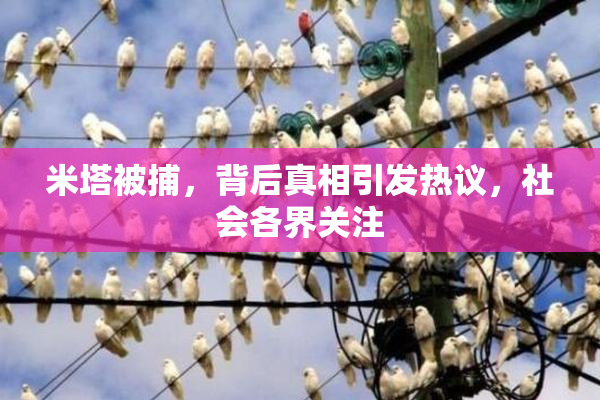 米塔被捕，背后真相引发热议，社会各界关注