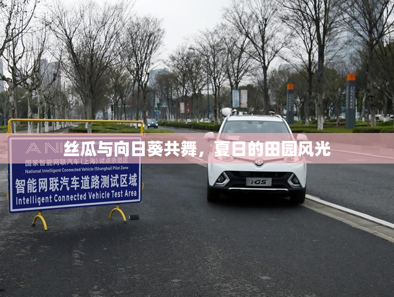 丝瓜与向日葵共舞，夏日的田园风光