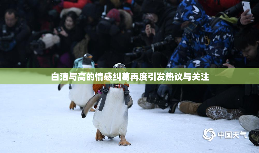 白洁与高的情感纠葛再度引发热议与关注