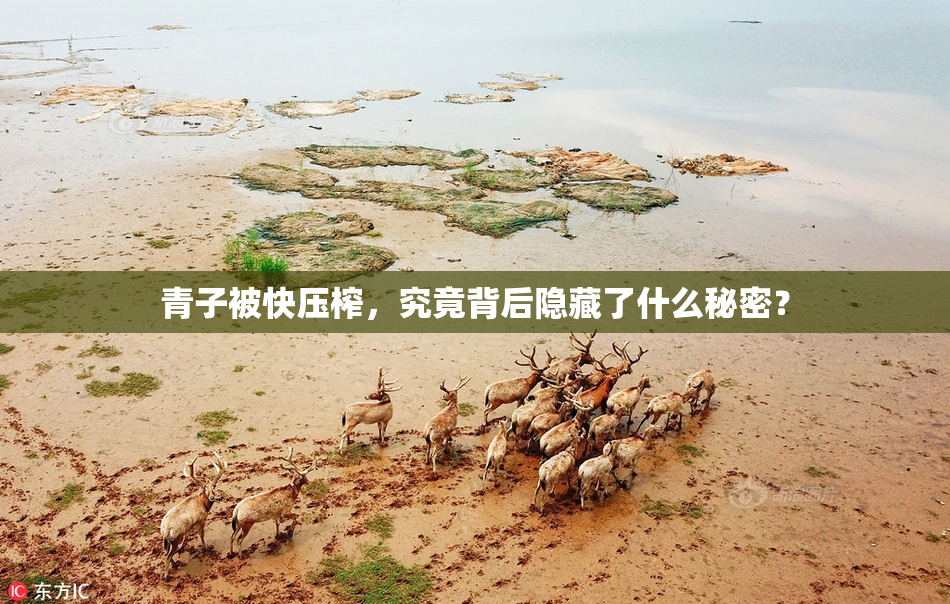 青子被快压榨，究竟背后隐藏了什么秘密？