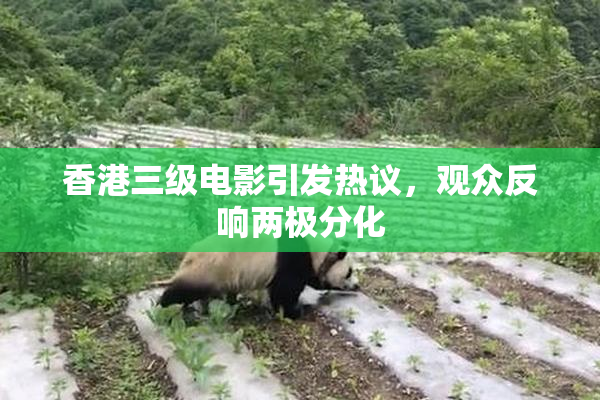 香港三级电影引发热议，观众反响两极分化