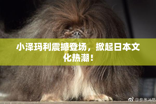 小泽玛利震撼登场，掀起日本文化热潮！