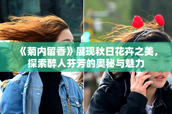 《菊内留香》展现秋日花卉之美，探索醉人芬芳的奥秘与魅力