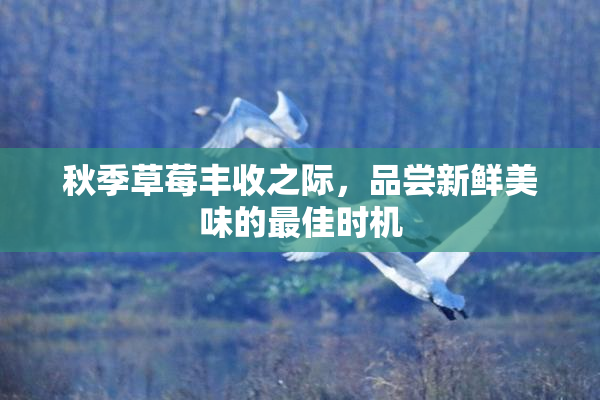 秋季草莓丰收之际，品尝新鲜美味的最佳时机