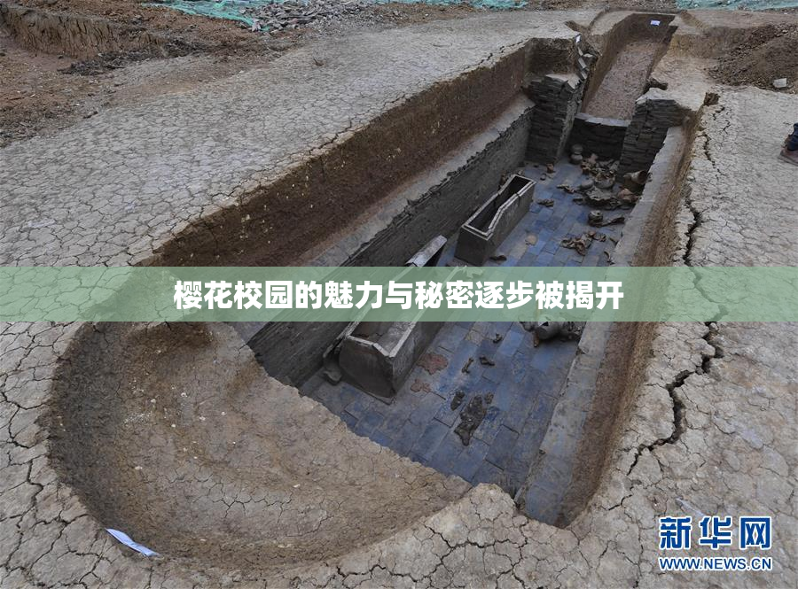 樱花校园的魅力与秘密逐步被揭开