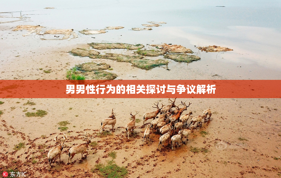 男男性行为的相关探讨与争议解析