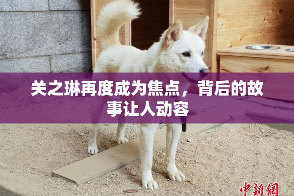 关之琳再度成为焦点，背后的故事让人动容