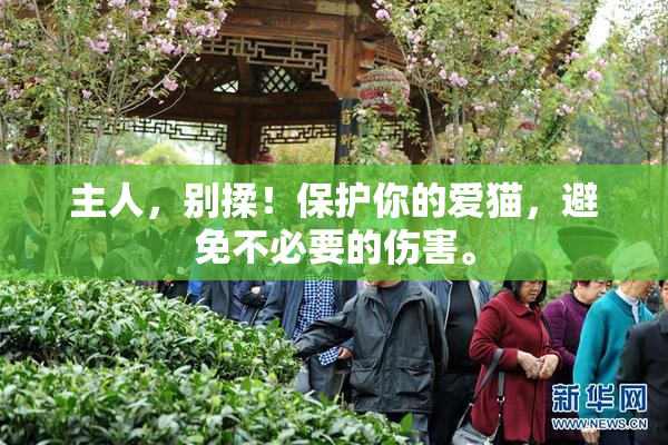 主人，别揉！保护你的爱猫，避免不必要的伤害。