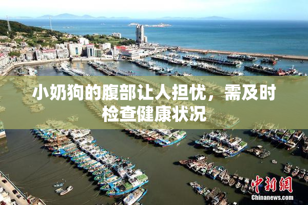 小奶狗的腹部让人担忧，需及时检查健康状况