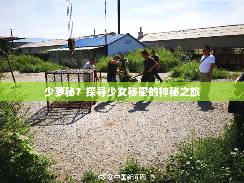 少萝秘？探寻少女秘密的神秘之旅