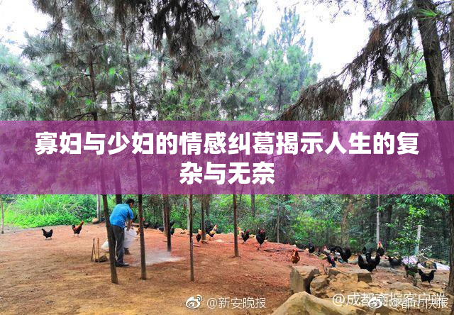 寡妇与少妇的情感纠葛揭示人生的复杂与无奈
