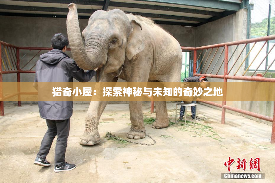 猎奇小屋：探索神秘与未知的奇妙之地