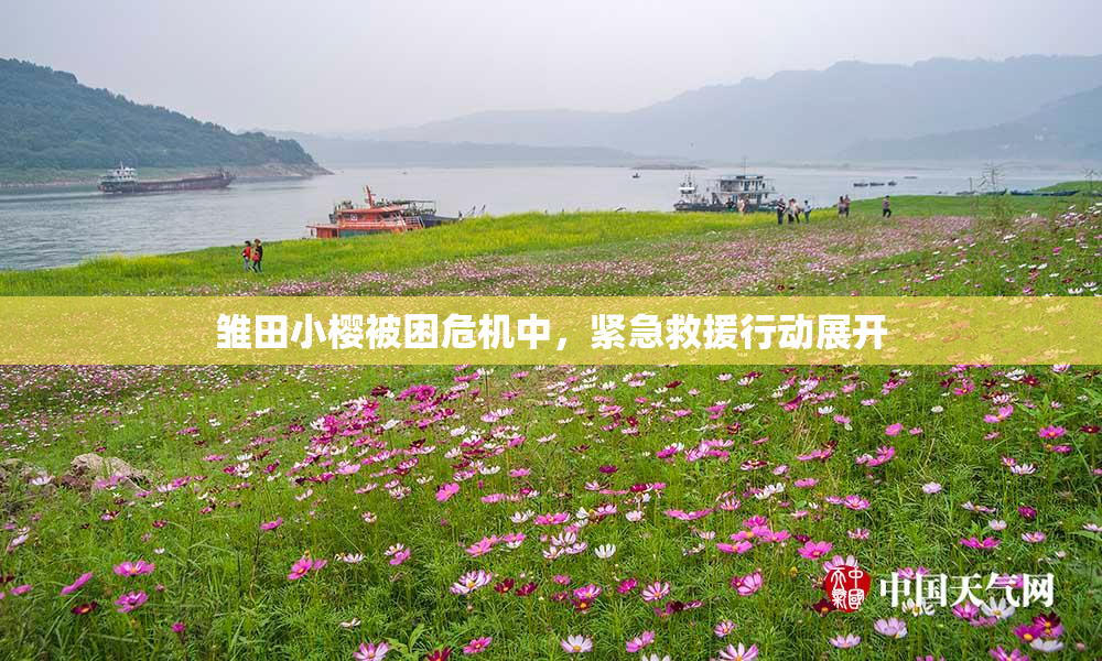 雏田小樱被困危机中，紧急救援行动展开