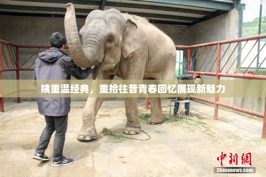 姨重温经典，重拾往昔青春回忆展现新魅力