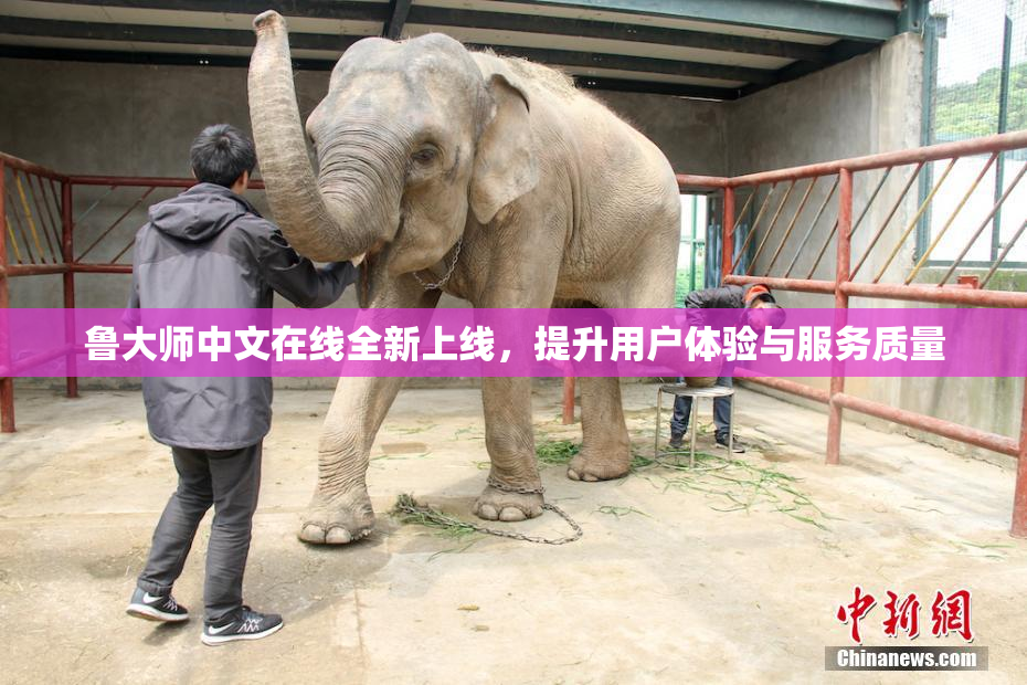 鲁大师中文在线全新上线，提升用户体验与服务质量