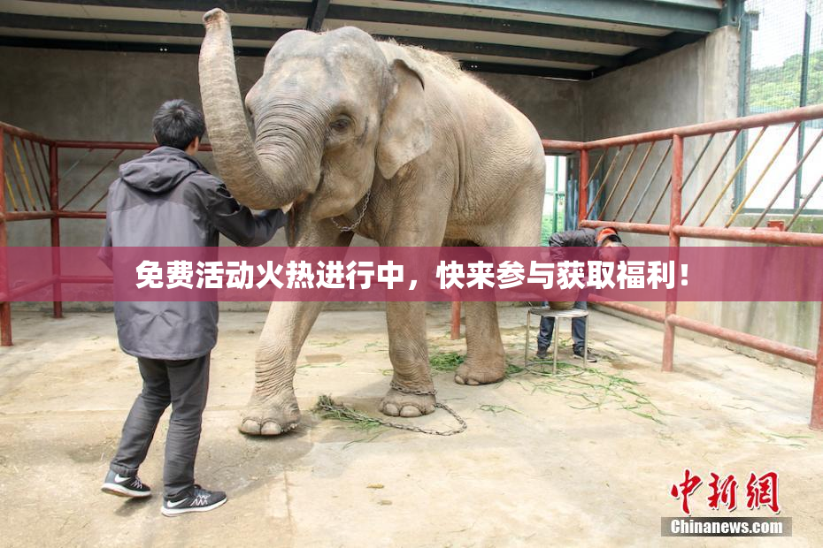 免费活动火热进行中，快来参与获取福利！