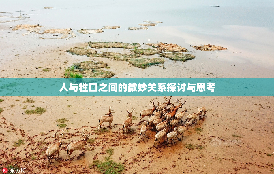 人与牲口之间的微妙关系探讨与思考