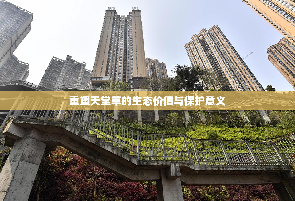重塑天堂草的生态价值与保护意义