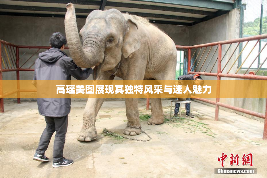高瑶美图展现其独特风采与迷人魅力