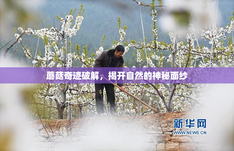 蘑菇奇迹破解，揭开自然的神秘面纱