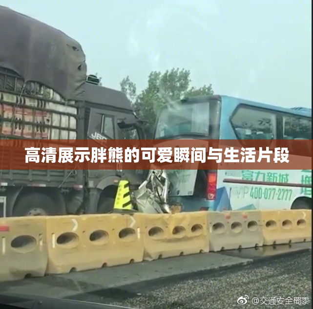 高清展示胖熊的可爱瞬间与生活片段