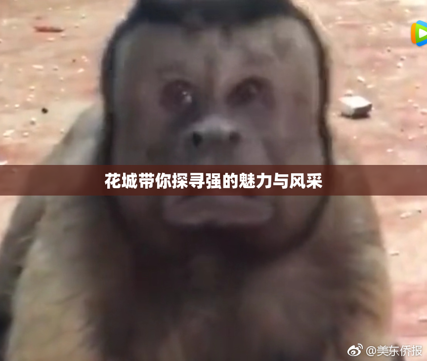 花城带你探寻强的魅力与风采