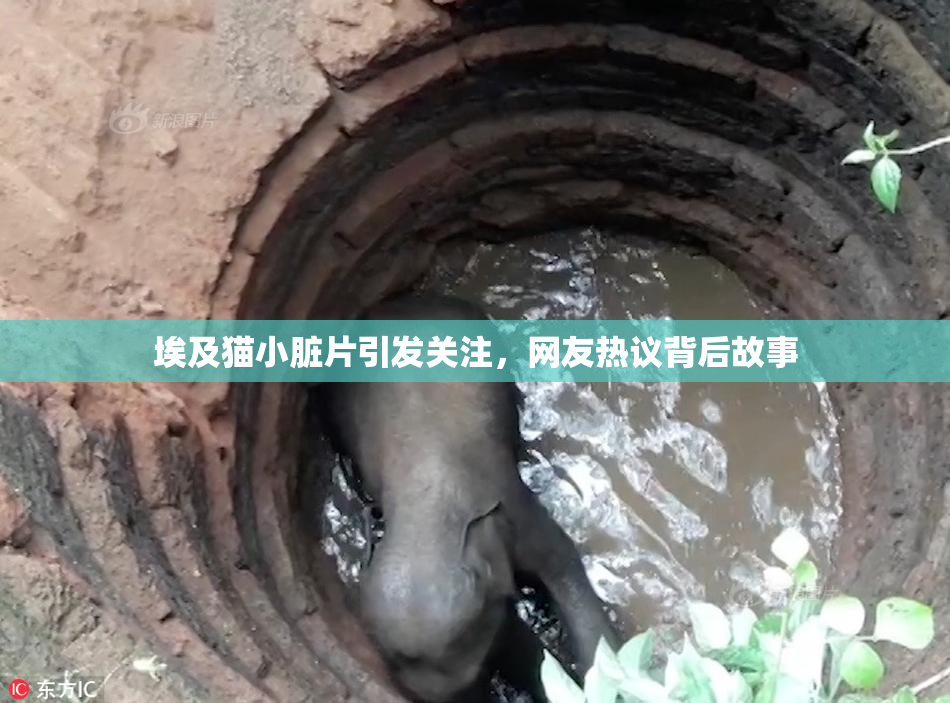 埃及猫小脏片引发关注，网友热议背后故事