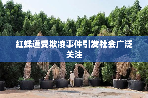 红蝶遭受欺凌事件引发社会广泛关注
