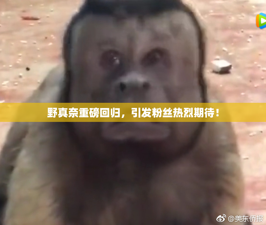 野真奈重磅回归，引发粉丝热烈期待！