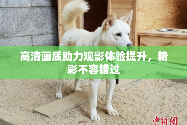 高清画质助力观影体验提升，精彩不容错过