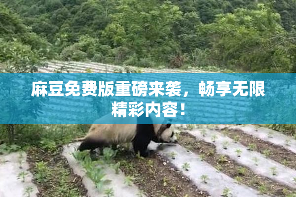麻豆免费版重磅来袭，畅享无限精彩内容！