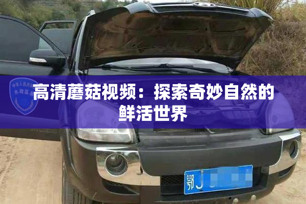 高清蘑菇视频：探索奇妙自然的鲜活世界