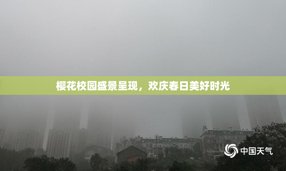 樱花校园盛景呈现，欢庆春日美好时光