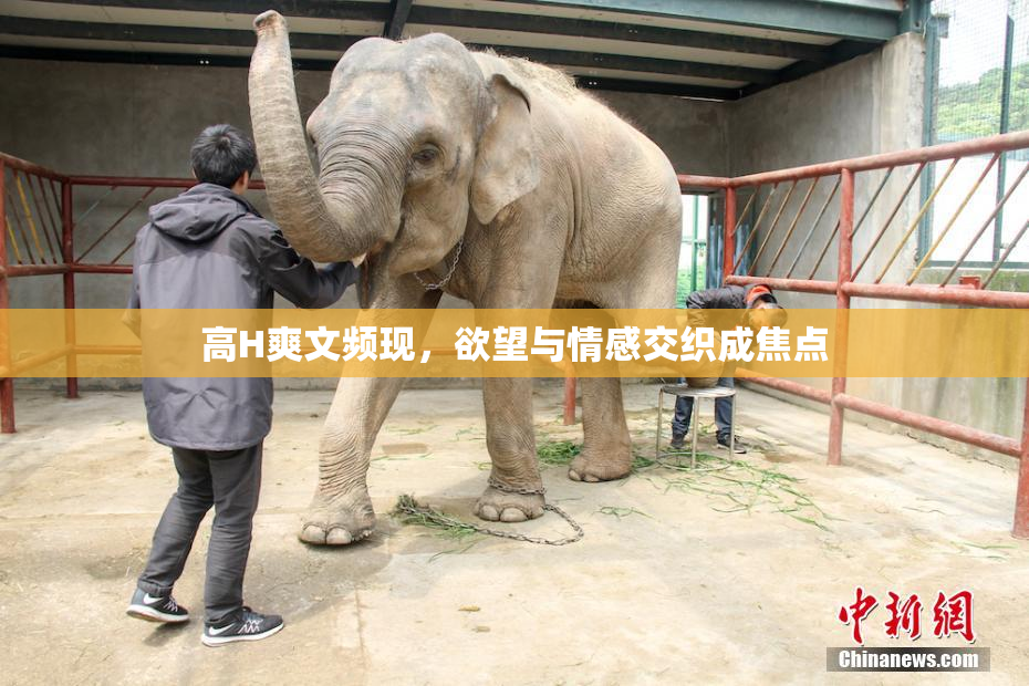 高H爽文频现，欲望与情感交织成焦点