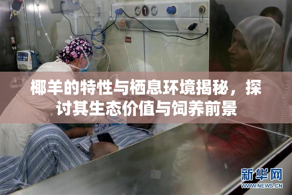 椰羊的特性与栖息环境揭秘，探讨其生态价值与饲养前景