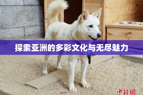 探索亚洲的多彩文化与无尽魅力