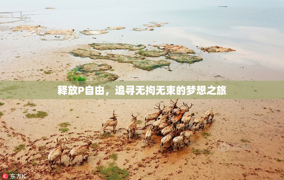 释放P自由，追寻无拘无束的梦想之旅