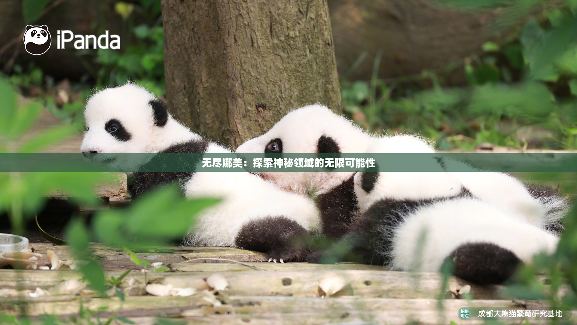 无尽娜美：探索神秘领域的无限可能性