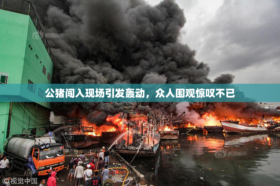 公猪闯入现场引发轰动，众人围观惊叹不已