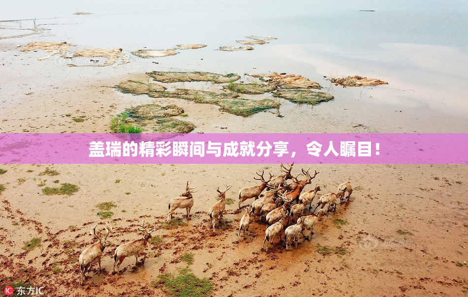 盖瑞的精彩瞬间与成就分享，令人瞩目！