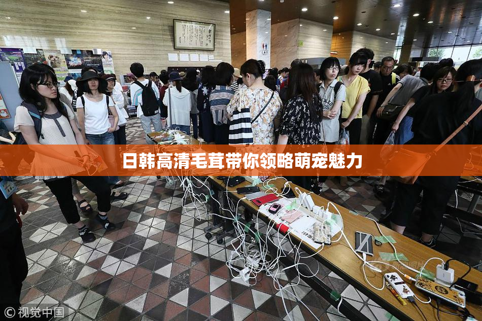 日韩高清毛茸带你领略萌宠魅力