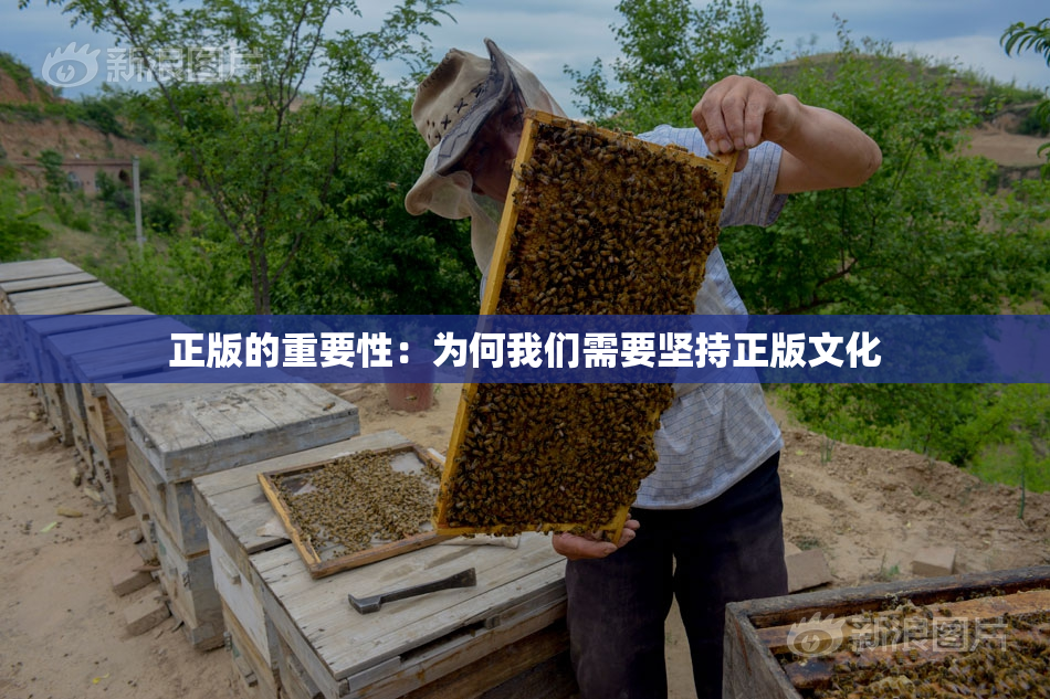 正版的重要性：为何我们需要坚持正版文化
