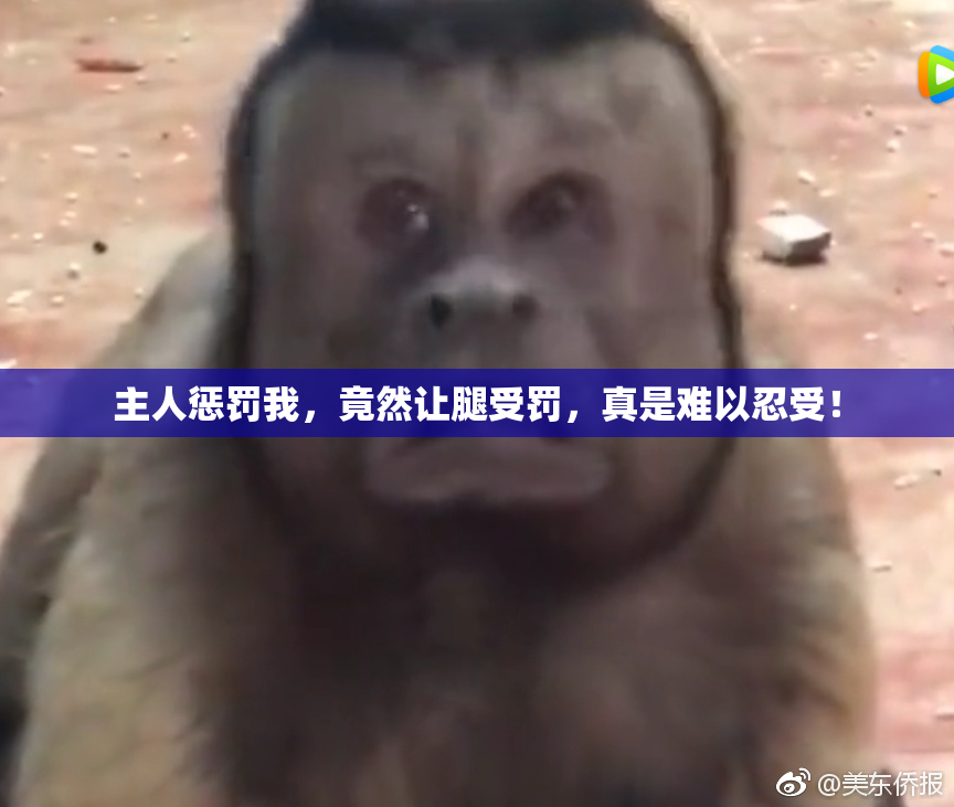 主人惩罚我，竟然让腿受罚，真是难以忍受！