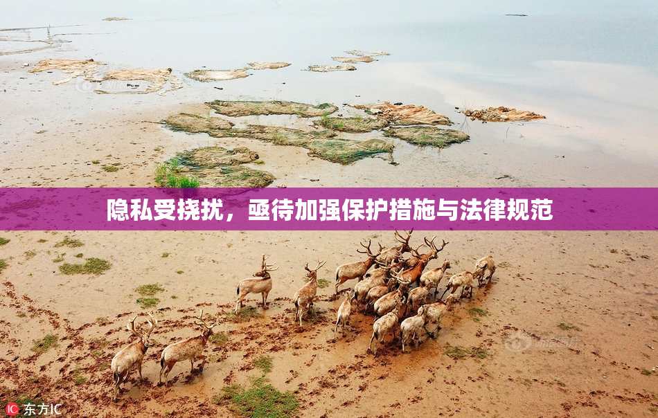 隐私受挠扰，亟待加强保护措施与法律规范